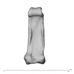 NH CAM1 230 Gorilla gorilla gorilla hand phalanx second proximal left palmar
