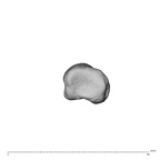 NH CAM1 230 Gorilla gorilla gorilla hand phalanx second proximal left proximal
