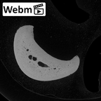 NH CAM1 230 Gorilla gorilla gorilla hand phalanx second proximal left ct stack movie