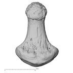 NH CAM1 230 Gorilla gorilla gorilla hand phalanx third distal left palmar