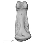 NH CAM1 230 Gorilla gorilla gorilla hand phalanx third middle left palmar