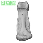 NH CAM1 230 Gorilla gorilla gorilla hand phalanx third middle left ply