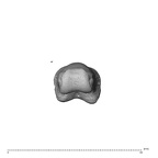 NH CAM1 230 Gorilla gorilla gorilla hand phalanx third proximal left distal