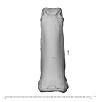 NH CAM1 230 Gorilla gorilla gorilla hand phalanx third proximal left dorsal