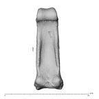 NH CAM1 230 Gorilla gorilla gorilla hand phalanx third proximal left palmar