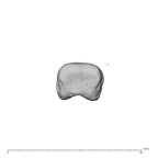NH CAM1 230 Gorilla gorilla gorilla hand phalanx third proximal left proximal
