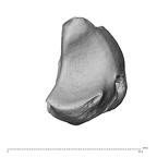 NH CAM1 230 Gorilla gorilla gorilla lunate left distal