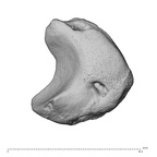 NH CAM1 230 Gorilla gorilla gorilla lunate left disto-ulnar