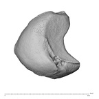 NH CAM1 230 Gorilla gorilla gorilla lunate left proximo-radial