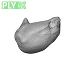 NH CAM1 230 Gorilla gorilla gorilla lunate left ply