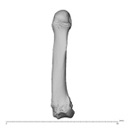 NH CAM1 230 Gorilla gorilla gorilla metacarpal fifth left dorsal