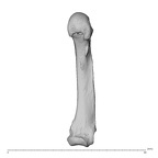 NH CAM1 230 Gorilla gorilla gorilla metacarpal fifth left palmar