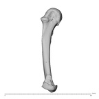 NH CAM1 230 Gorilla gorilla gorilla metacarpal fifth left radial