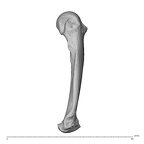 NH CAM1 230 Gorilla gorilla gorilla metacarpal fifth left ulnar