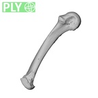 NH CAM1 230 Gorilla gorilla gorilla metacarpal fifth left ply
