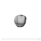 NH CAM1 230 Gorilla gorilla gorilla metacarpal first left distal