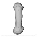 NH CAM1 230 Gorilla gorilla gorilla metacarpal first left dorsal