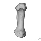 NH CAM1 230 Gorilla gorilla gorilla metacarpal first left palmar
