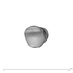 NH CAM1 230 Gorilla gorilla gorilla metacarpal first left proximal