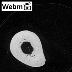 NH CAM1 230 Gorilla gorilla gorilla metacarpal first left ct stack movie