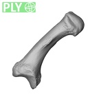 NH CAM1 230 Gorilla gorilla gorilla metacarpal first left ply