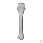 NH CAM1 230 Gorilla gorilla gorilla metacarpal fourth left dorsal