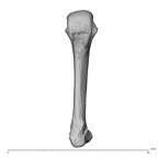 NH CAM1 230 Gorilla gorilla gorilla metacarpal fourth left palmar
