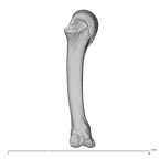 NH CAM1 230 Gorilla gorilla gorilla metacarpal fourth left radial