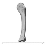 NH CAM1 230 Gorilla gorilla gorilla metacarpal fourth left ulnar