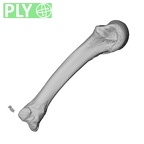 NH CAM1 230 Gorilla gorilla gorilla metacarpal fourth left ply