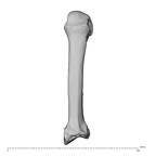 NH CAM1 230 Gorilla gorilla gorilla metacarpal second left dorsal