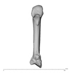 NH CAM1 230 Gorilla gorilla gorilla metacarpal second left palmar