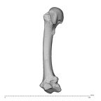 NH CAM1 230 Gorilla gorilla gorilla metacarpal second left radial