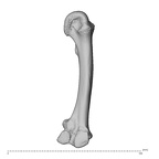 NH CAM1 230 Gorilla gorilla gorilla metacarpal second left ulnar