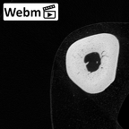 NH CAM1 230 Gorilla gorilla gorilla metacarpal second left ct stack movie