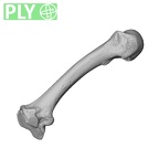 NH CAM1 230 Gorilla gorilla gorilla metacarpal second left ply