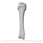NH CAM1 230 Gorilla gorilla gorilla metacarpal third left dorsal