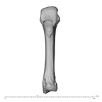 NH CAM1 230 Gorilla gorilla gorilla metacarpal third left palmar