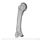 NH CAM1 230 Gorilla gorilla gorilla metacarpal third left radial