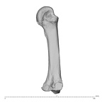 NH CAM1 230 Gorilla gorilla gorilla metacarpal third left ulnar