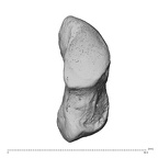 NH CAM1 230 Gorilla gorilla gorilla pisiform left radial