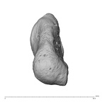 NH CAM1 230 Gorilla gorilla gorilla pisiform left ulnar