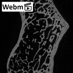 NH CAM1 230 Gorilla gorilla gorilla pisiform left ct stack movie