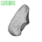 NH CAM1 230 Gorilla gorilla gorilla pisiform left ply