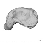 NH CAM1 230 Gorilla gorilla gorilla scaphoid left distal