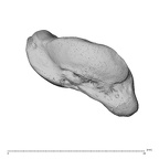 NH CAM1 230 Gorilla gorilla gorilla scaphoid left disto-radial