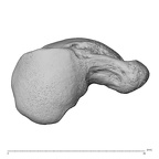 NH CAM1 230 Gorilla gorilla gorilla scaphoid left proximal