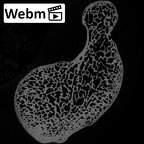 NH CAM1 230 Gorilla gorilla gorilla scaphoid left ct stack movie