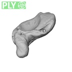NH CAM1 230 Gorilla gorilla gorilla scaphoid left ply