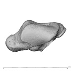 NH CAM1 230 Gorilla gorilla gorilla trapezium left distal